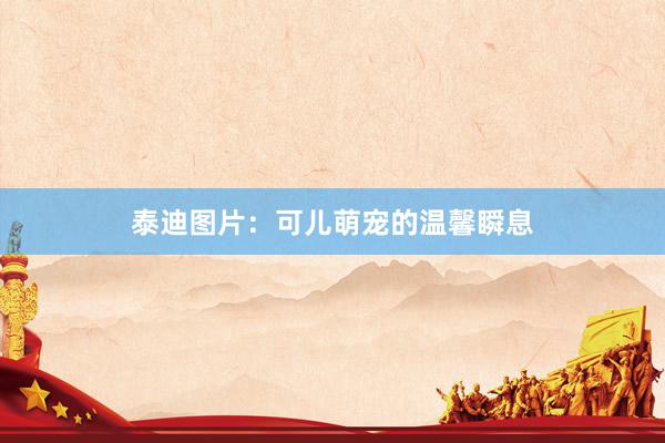 泰迪图片：可儿萌宠的温馨瞬息